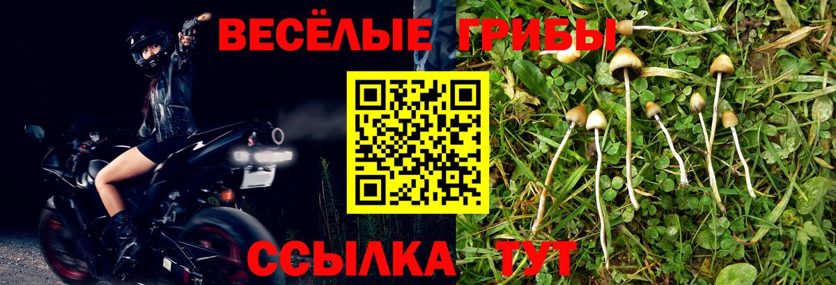 Псилоцибиновые грибы Psilocybe Нефтеюганск